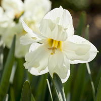 Narzisse 'Cassata' hellgelb, vorgetrieben, Topf-Ø 15 cm, 3 Pflanzen