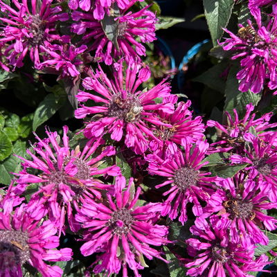 Bio Indianernessel violett, Topf 11x11 cm, 3 Pflanzen