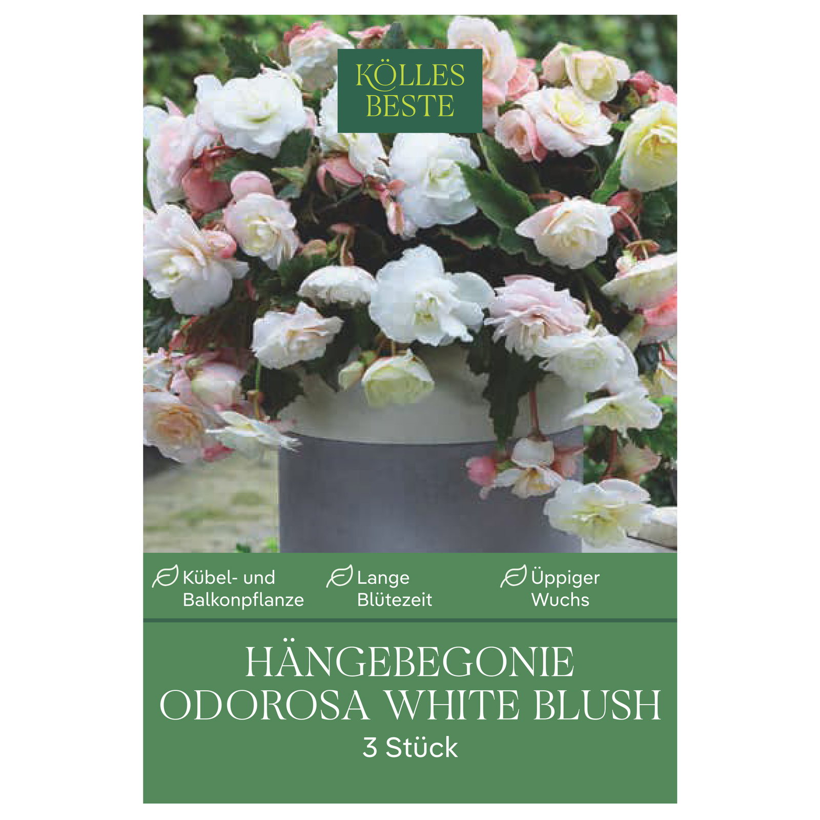 Kölles Beste Hängebegonie Odorosa White Blush, 3 Blumenknollen