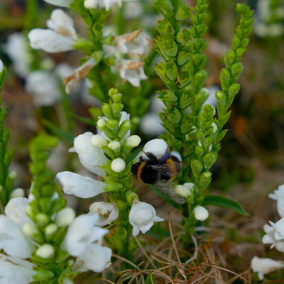 Bio Gelenkblume weiß, Topf 11x11 cm, 3 Pflanzen