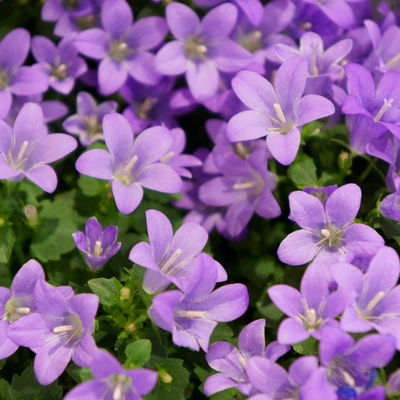 Bio Campanula portenschlagiana blau, Topf 11x11 cm, 3 Pflanzen Bio Campanula portenschlagiana blau, Topf 11x11 cm, 3 Pflanzen