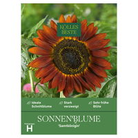 Kölles Beste Blumensamen, Sonnenblume 'Samtkönigin'