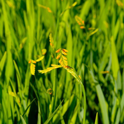 Bio Montbretie 'George Davidson' gelb, Topf 3 Liter