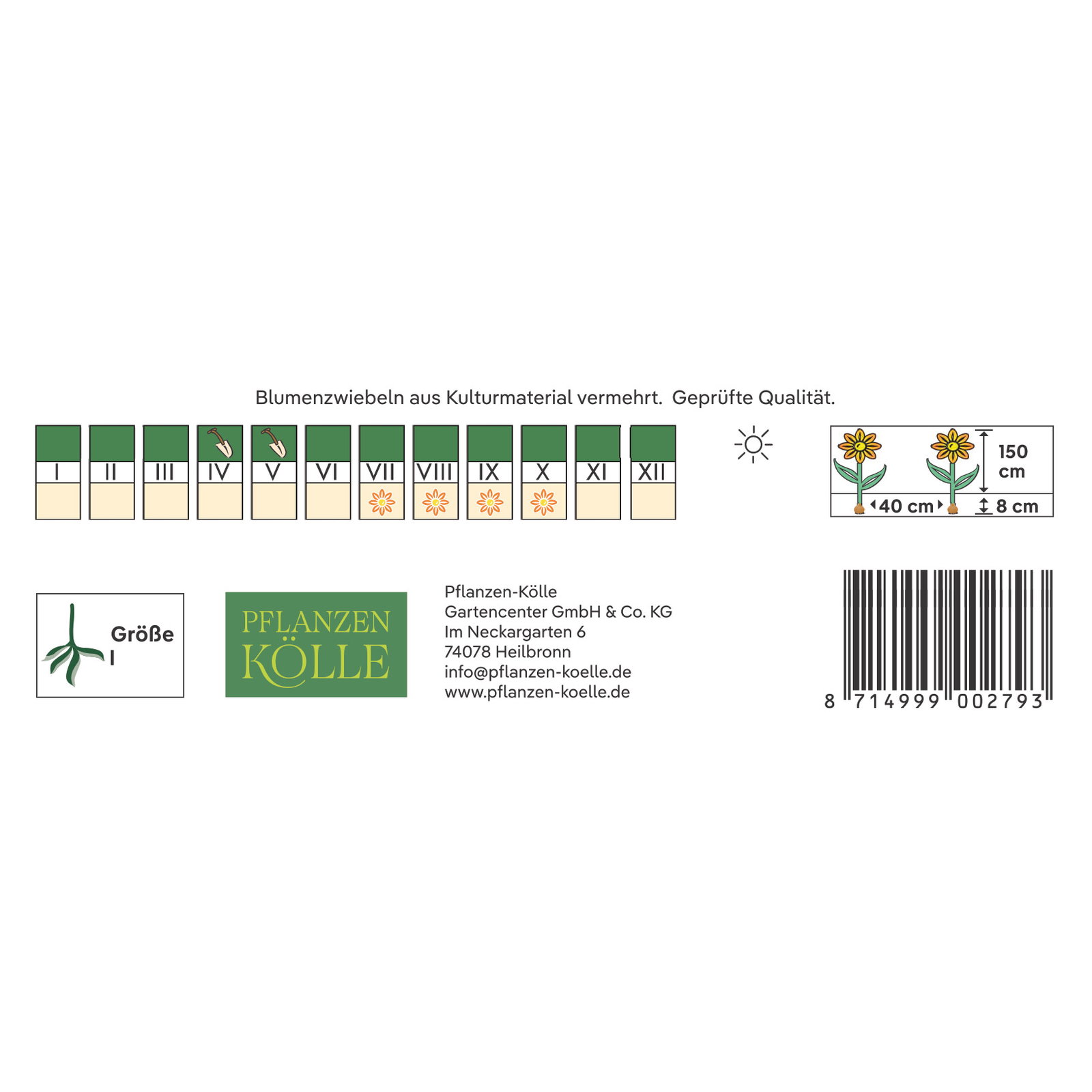 Kölles Beste Indisches Blumenrohr Wymoning (Canna) orange, 1 Blumenknolle