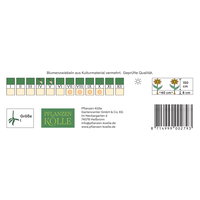 Kölles Beste Indisches Blumenrohr Wymoning (Canna) orange, 1 Blumenknolle