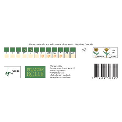 Kölles Beste Indisches Blumenrohr Wymoning (Canna) orange, 1 Blumenknolle