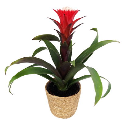 Guzmania 'Hope' rot-weiß, Topf-Ø 13 cm, mit Korb Maki, Höhe ca. 45 cm