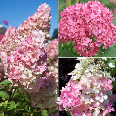 Gehölz-Set Gartenhortensien weiß/rosa, 3er-Set, Topf je 4,6 Liter Gehölz-Set Gartenhortensien weiß/rosa, 3er-Set, Topf je 4,6 Liter