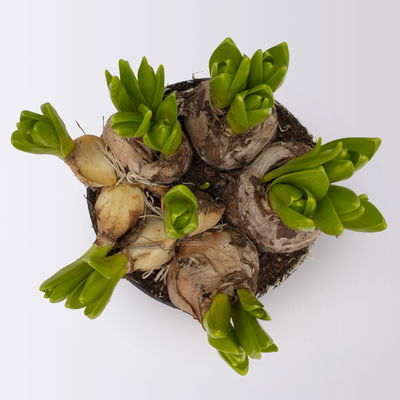 Hyazinthe, weiß, vorgetrieben, mehrblütig, Topf-Ø 14 cm, 3 Pflanzen