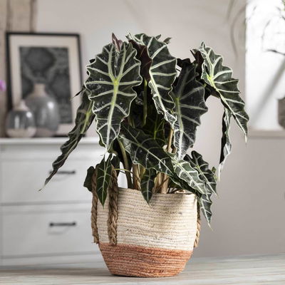 Alocasia 'Polly', Topf-Ø 17 cm, Höhe ca. 45 cm, 2 Pflanzen