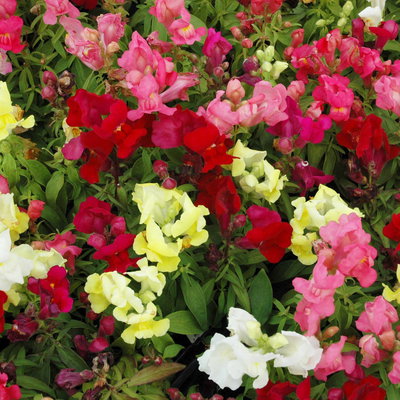 Löwenmaul, Antirrhinum majus 'Trio', Topf 12 cm Löwenmaul, Antirrhinum majus 'Trio', Topf 12 cm
