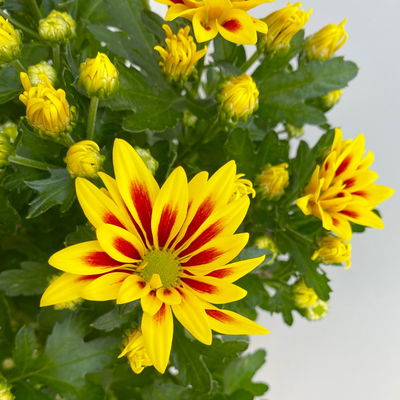 Chrysanthemen 'Rainbow Lake Worth', gelb-rot gestreift, Topf-Ø 14 cm, 4 Pflanzen Chrysanthemen 'Rainbow Lake Worth', gelb-rot gestreift, Topf-Ø 14 cm, 4 Pflanzen