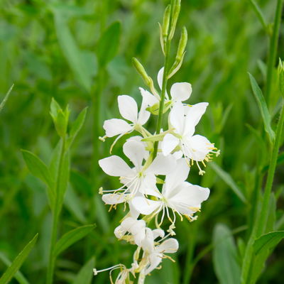 Kölles Beste Prachtkerze weiß, 19 cm Topf Kölles Beste Prachtkerze weiß, 19 cm Topf