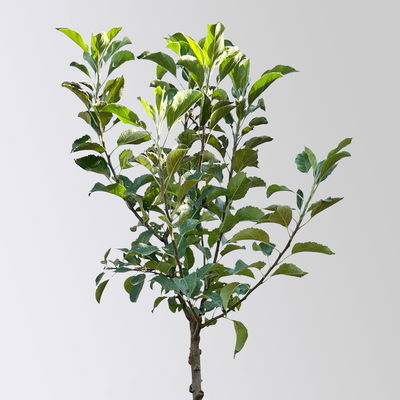 Kölle Bio Zwergapfel 'Sundue'®, Topf 7,5 Liter Kölle Bio Zwergapfel 'Sundue'®, Topf 7,5 Liter