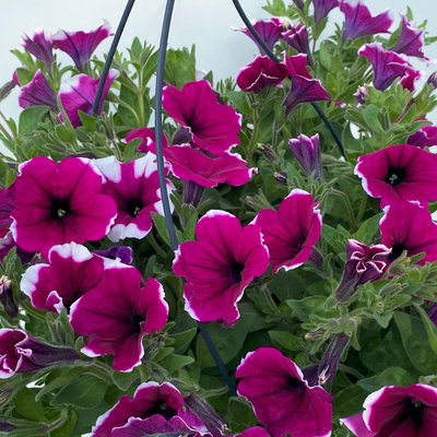 Petunie 'Cascadias™ Rim Cherry', magenta-weiß, hängend, Ampeltopf-Ø 27 cm