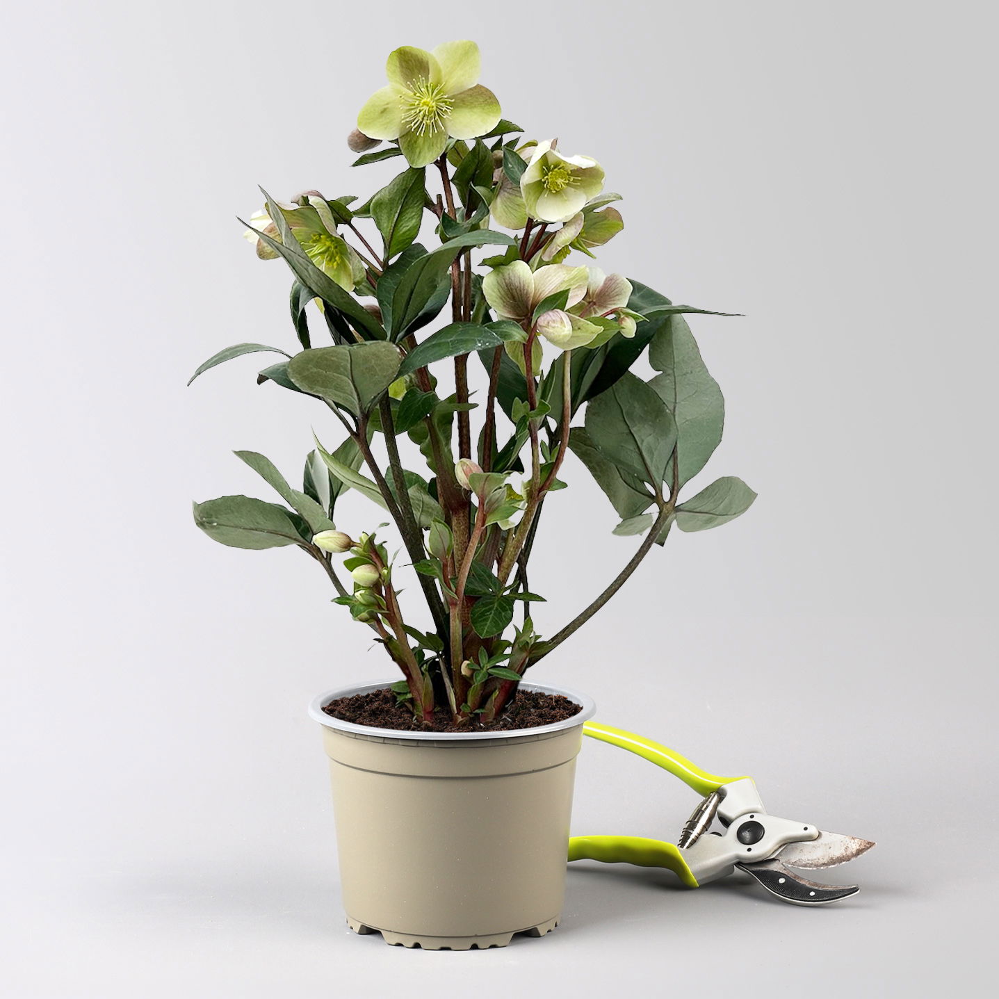 Lenzrose 'ViV® Valeria', cremeweiß, Topf-Ø 15 cm, 2 Pflanzen Lenzrose 'ViV® Valeria', cremeweiß, Topf-Ø 15 cm, 2 Pflanzen