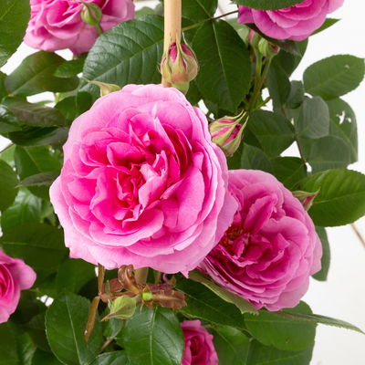 Englische Rose 'Gertrude Jekyll' (Ausbord), rosa, Doppelbogen, Topf 10 Liter Englische Rose 'Gertrude Jekyll' (Ausbord), rosa, Doppelbogen, Topf 10 Liter