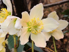 Christrose Christrose