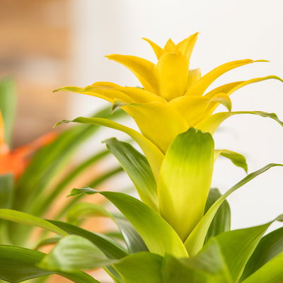 Guzmanie 'Diana', gelb, Topf-Ø 12 cm, im Übertopf Vibes gelb, Höhe ca. 50 cm