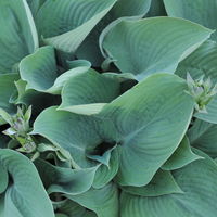 Bio Funkien 'Blue Angel', hellviolett, Topf 11x11 cm, 3 Pflanzen
