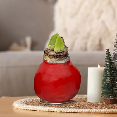 Amaryllis in Wachs XL, Dekor 'Red Mix' Farbe zufällig, Blüte rot