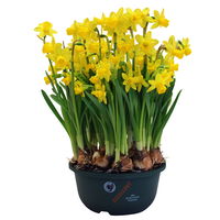 Narzisse 'Tête-à-Tête', gelb, vorgetrieben, Schalen-Ø 23 cm