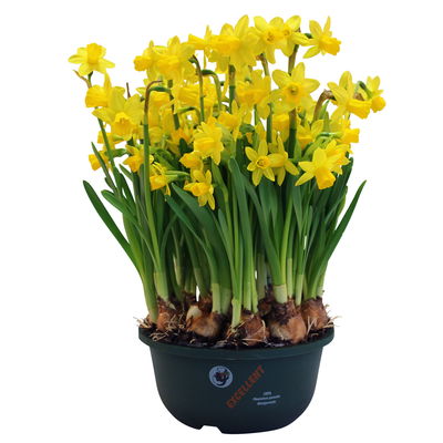 Narzisse 'Tête-à-Tête', gelb, vorgetrieben, Schalen-Ø 23 cm