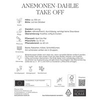 Kölles Beste Anemonen-Dahlie 'Take Off', rosa, 1 Blumenknolle