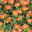 Portulakröschen orange, Topf-Ø 12 cm, 6 Pflanzen