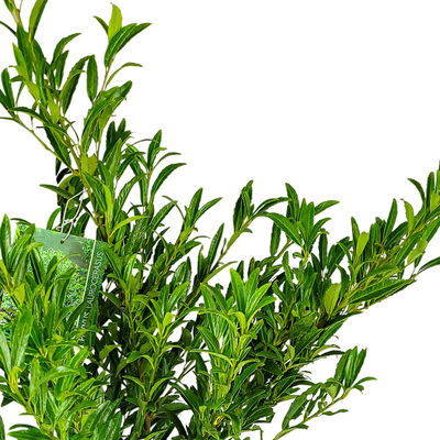 Schmalblättriger Kirschlorbeer 'Sofia' (S), Topf 5 Liter, 50er-Set Schmalblättriger Kirschlorbeer 'Sofia' (S), Topf 5 Liter, 50er-Set