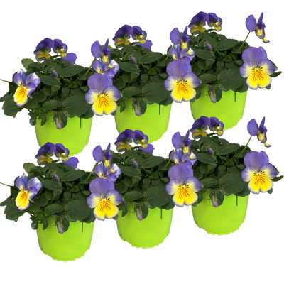 Stiefmütterchen Cool Wave®, blau-gelb, hängend, Topf-Ø 13 cm, 6 Pflanzen Stiefmütterchen Cool Wave®, blau-gelb, hängend, Topf-Ø 13 cm, 6 Pflanzen