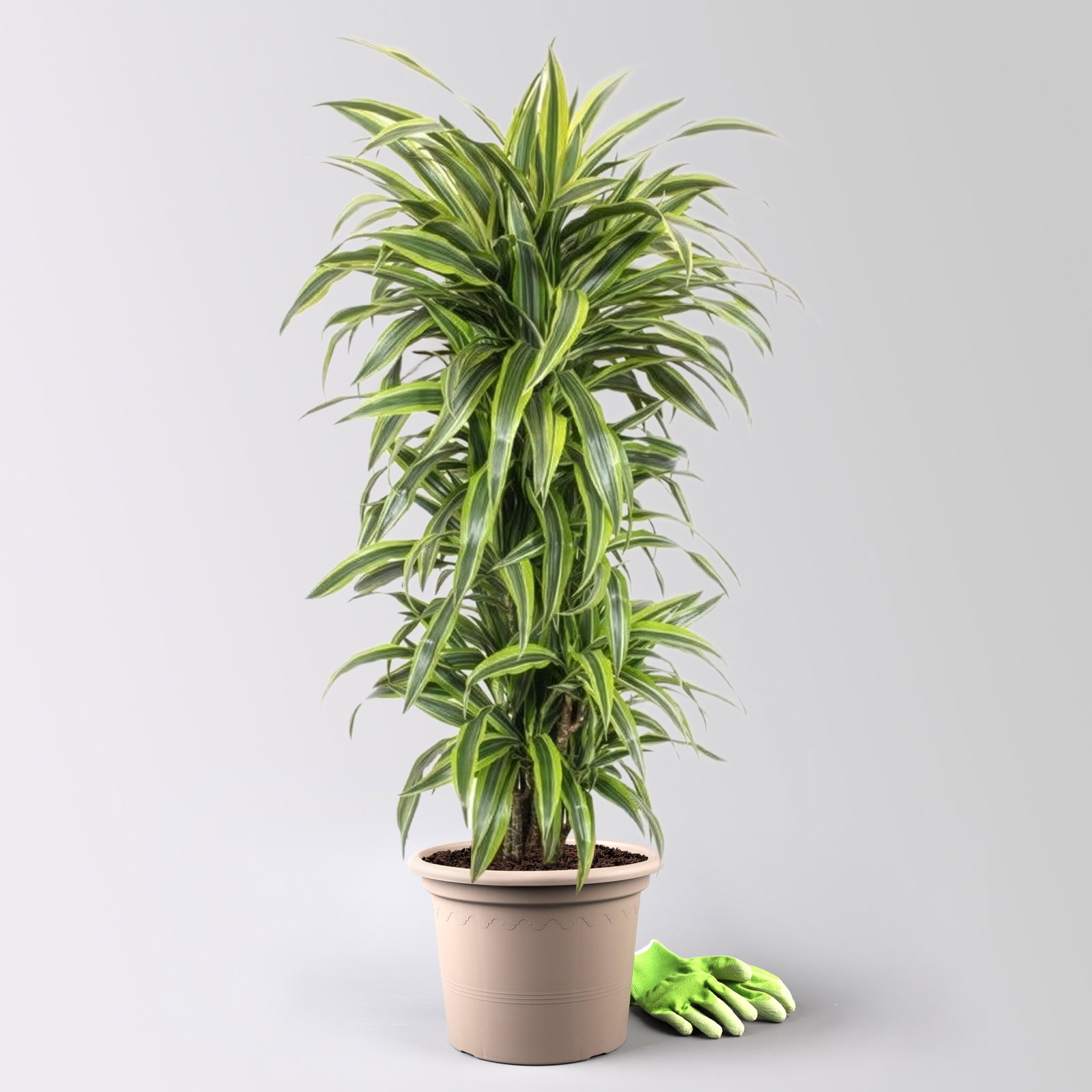 Drachenbaum 'Lemon Lime', Topf-Ø 30 cm, Höhe ca. 150 cm