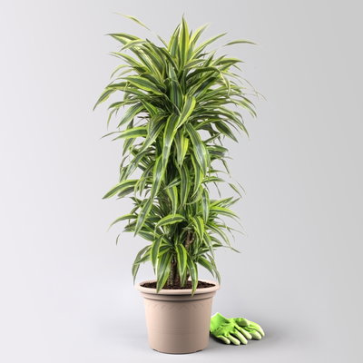 Drachenbaum 'Lemon Lime', Topf-Ø 30 cm, Höhe ca. 150 cm