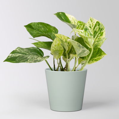 Efeutute 'Marble Queen' inkl. Topf Dallas gletscherblau, Topf-Ø 12 cm Efeutute 'Marble Queen' inkl. Topf Dallas gletscherblau, Topf-Ø 12 cm