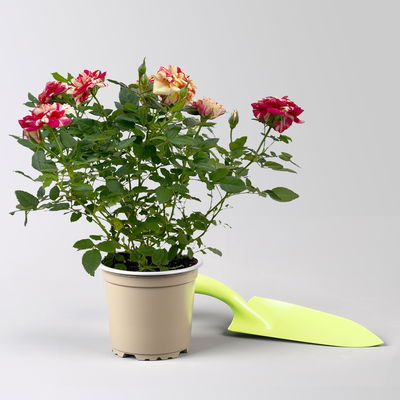 Rose 'Liss' rot-gelb, Topf-Ø 10,5 cm, 3er-Set Rose 'Liss' rot-gelb, Topf-Ø 10,5 cm, 3er-Set