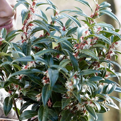 Immergrüne Schattenblume 'Winter Gem'EU (S), Höhe 20-30cm, Topf 3 l, 5 Pflanzen