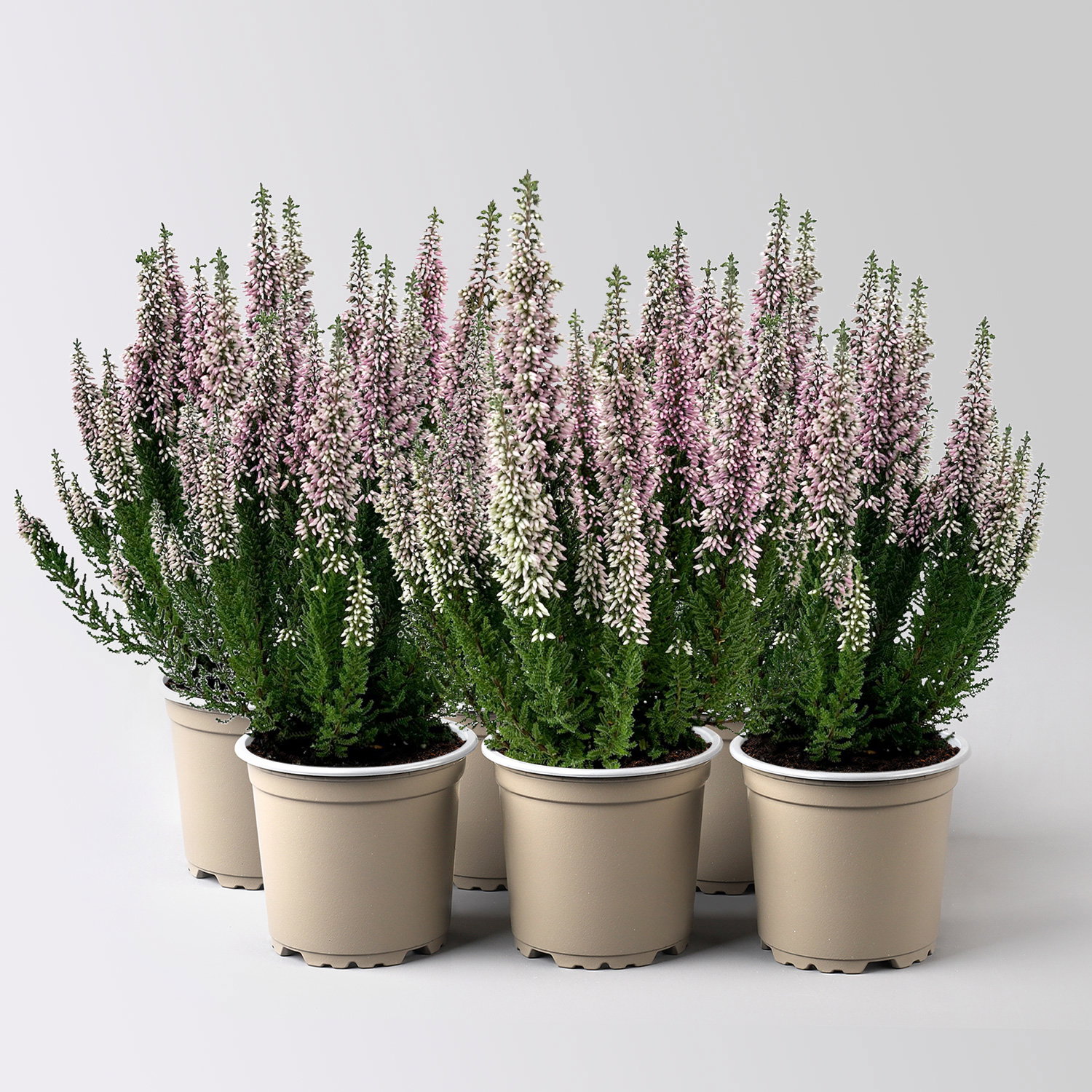 Calluna 'First Ladies®', lila, Topf-Ø 11 cm, 6 Pflanzen Calluna 'First Ladies®', lila, Topf-Ø 11 cm, 6 Pflanzen
