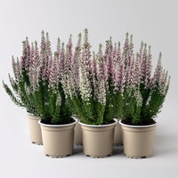 Calluna 'First Ladies®', lila, Topf-Ø 11 cm, 6 Pflanzen Calluna 'First Ladies®', lila, Topf-Ø 11 cm, 6 Pflanzen