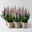 Calluna 'First Ladies®', lila, Topf-Ø 11 cm, 6 Pflanzen Calluna 'First Ladies®', lila, Topf-Ø 11 cm, 6 Pflanzen