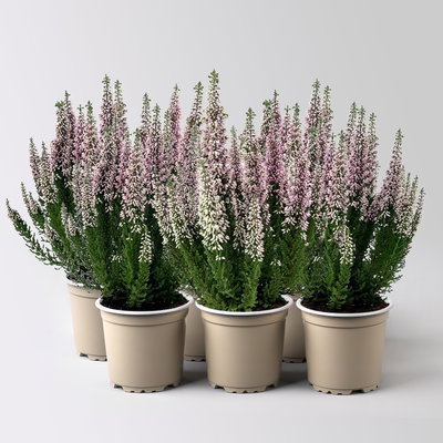 Calluna 'First Ladies®', lila, Topf-Ø 11 cm, 6 Pflanzen Calluna 'First Ladies®', lila, Topf-Ø 11 cm, 6 Pflanzen