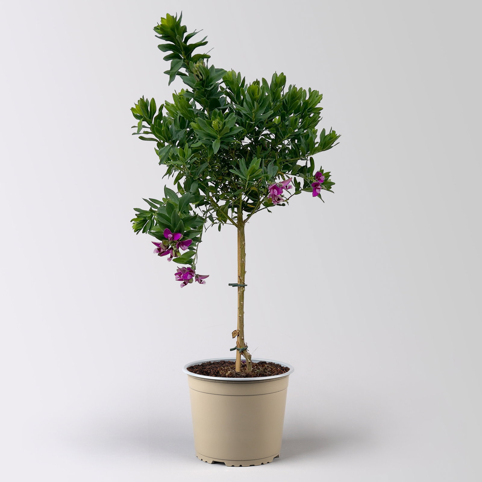 Kreuzblume, rosa-violett, Stamm, Höhe ca. 50 cm, Topf-Ø 17 cm