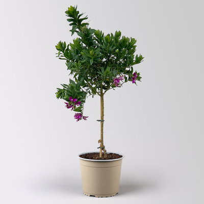 Kreuzblume, rosa-violett, Stamm, Höhe ca. 50 cm, Topf-Ø 17 cm