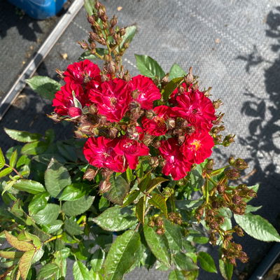 Zwergrose 'Alberich', rot, halbgefüllte Blüten, Topf 3 Liter, 4 Pflanzen Zwergrose 'Alberich', rot, halbgefüllte Blüten, Topf 3 Liter, 4 Pflanzen
