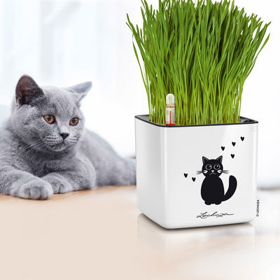 Lechuza 'Cube Glossy 14 Cat', weiß, ca. 14 x 14 x H 13,5 cm