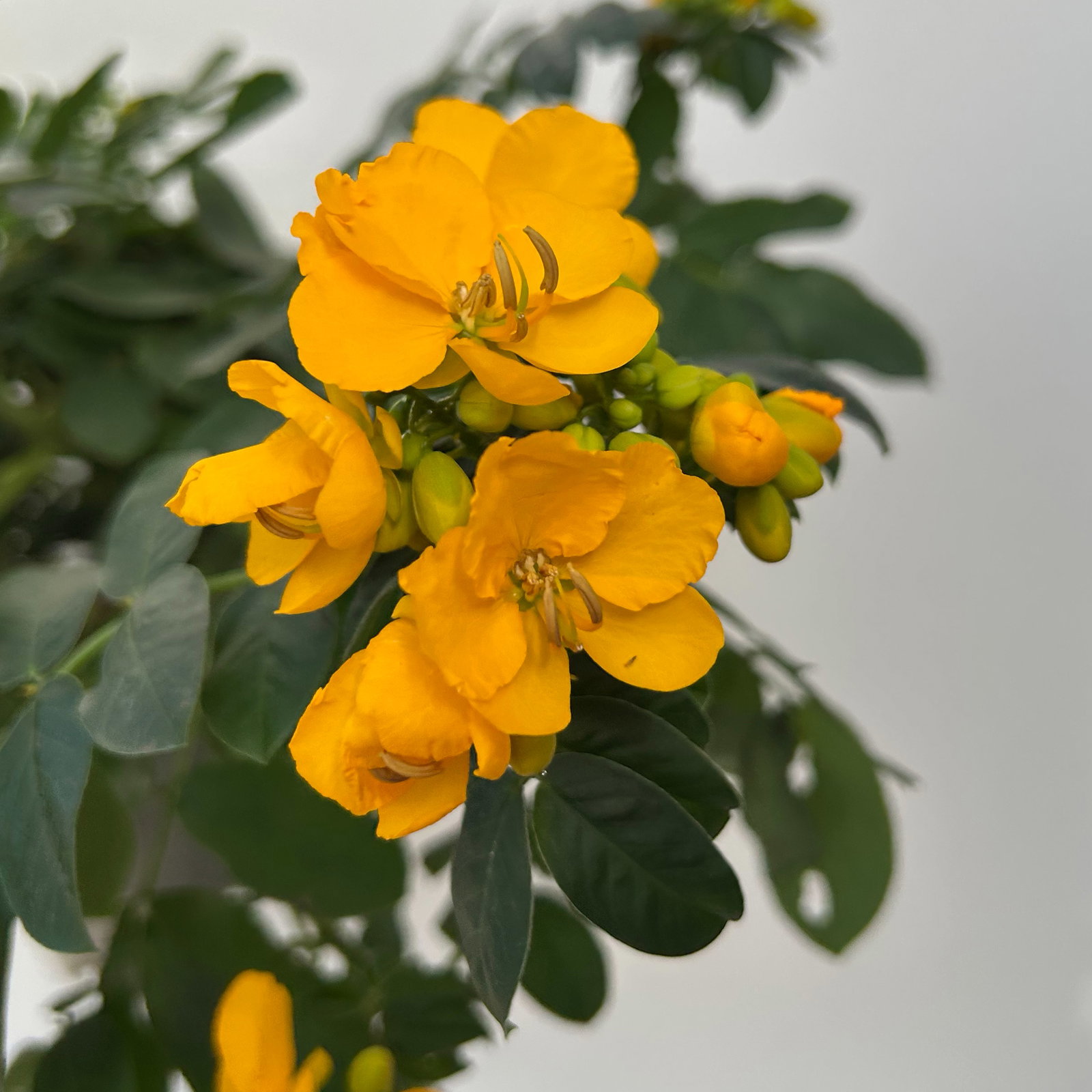 Gewürzrinde, gelb, Topf-Ø 17, 2 Pflanzen