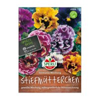 Blumensamenmischung, Stiefmütterchen 'Germania'