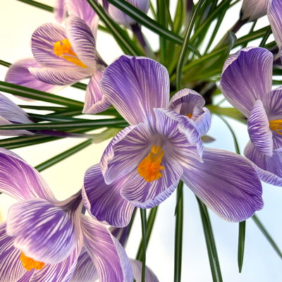 Krokus, blau-weiß gestreift, vorgetrieben, Topf-Ø 10,5 cm, 6 Pflanzen