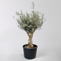 Olivenbaum, Stamm, Topf-Ø ca. 50-60 cm