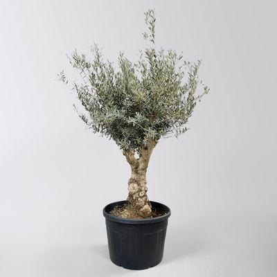 Olivenbaum, Stamm, Topf-Ø ca. 50-60 cm