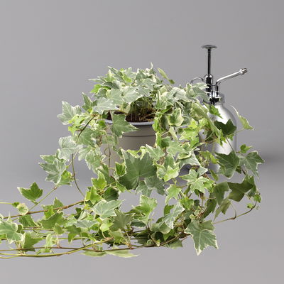 Weißbunter Efeu, Topf-Ø 12/13 cm, 3 Pflanzen Weißbunter Efeu, Topf-Ø 12/13 cm, 3 Pflanzen